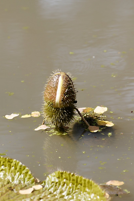 Muang Boran-2011-010